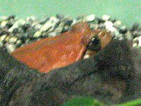 �g�}�g�K�G��