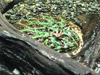 �x���c�m�K�G��