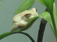 �V���m�[�Q���A�I�K�G��