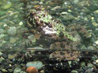 �`���E�Z���X�Y�K�G��