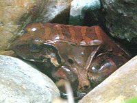 �i���x�C�E�V�K�G��