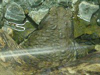 �A�Y�}�q�L�K�G��