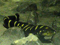 �g���t�T���V���E�E�I