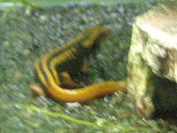 �~�i�~�C�{�C�����i���n���) 