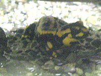 t@CAET}_[iFire Salamanderj