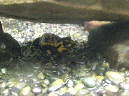 t@CAT}_[iFire Salamanderj