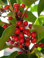 �N���K�l���`(���S�v)�̎�