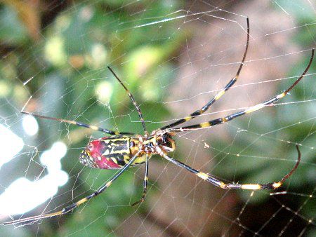 ジョロウグモ 女郎蜘蛛 かぎけんweb