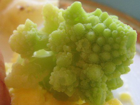 ロマネスコ Romanesco かぎけんweb