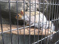 �n�C�C�����X�i�D�F�I�l�j