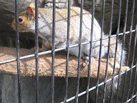 �n�C�C�����X�i�D�F�I�l�j