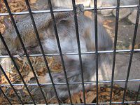 �n�C�C�����X�i�D�F�I�l�j