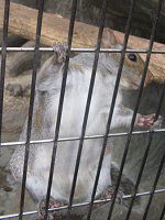 �n�C�C�����X�i�D�F�I�l�j