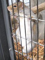 �n�C�C�����X�i�D�F�I�l�j