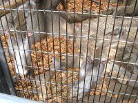 �n�C�C�����X�i�D�F�I�l�j