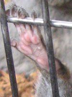 �n�C�C�����X�i�D�F�I�l�j