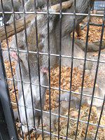 �n�C�C�����X�i�D�F�I�l�j