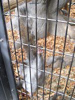 �n�C�C�����X�i�D�F�I�l�j