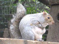 �n�C�C�����X�i�D�F�I�l�j