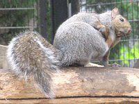 �n�C�C�����X�i�D�F�I�l�j