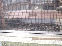 {ARXgN^[iBoa constrictorj