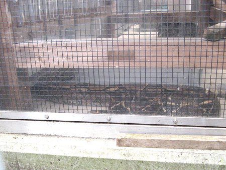 {ARXgN^[iBoa constrictorj