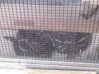 {ARXgN^[iBoa constrictorj