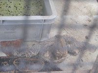 {ARXgN^[iBoa constrictorj