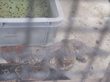 {ARXgN^[iBoa constrictorj