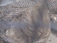 {ARXgN^[iBoa constrictorj