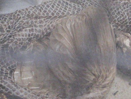 {ARXgN^[iBoa constrictorj