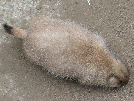 v[[hbO (Prairie dog) 