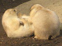 v[[hbO (Prairie dog) 