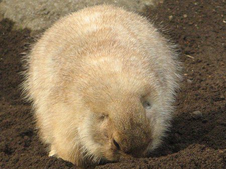 v[[hbO (Prairie dog) 
