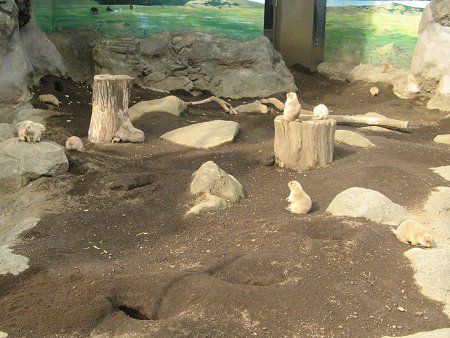 v[[hbO (Prairie dog) 