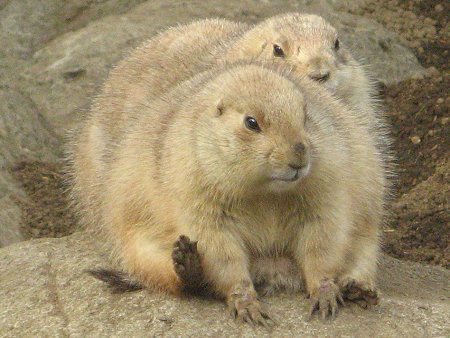 v[[hbO (Prairie dog) 