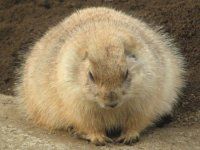v[[hbO (Prairie dog) 