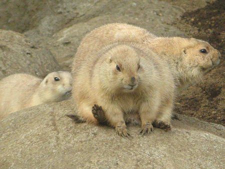 v[[hbO (Prairie dog) 