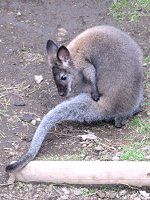 xlbgAJNrr[iBenett's Wallabyjj