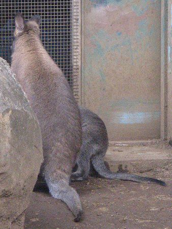 ベネットアカクビワラビー（Benett's Wallaby）【かぎけんWEB】