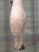 `[t~S(Chile Flamingo)