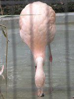 `[t~S(Chile Flamingo)