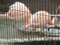 `[t~S(Chile Flamingo)