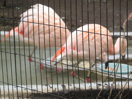 `[t~S(Chile Flamingo)