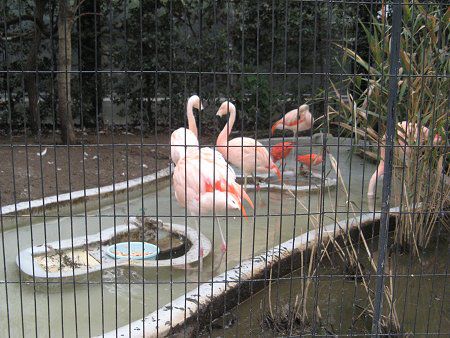 `[t~S(Chile Flamingo)