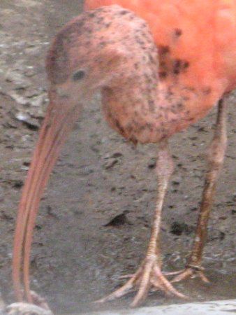 朱鷺 ショウジョウトキ（猩々朱鷺）【かぎけんWEB】