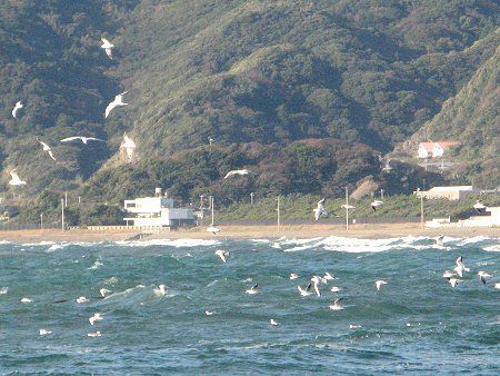 保田港海釣り 内房 09年11月15日 かぎけんweb 保田港海釣り 内房 09年11月15日 かぎけんweb