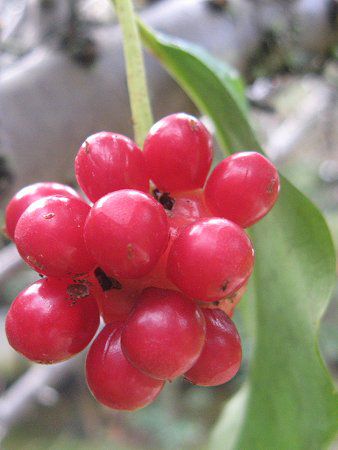 サ行のサから始まる花図鑑【かぎけんWEB】