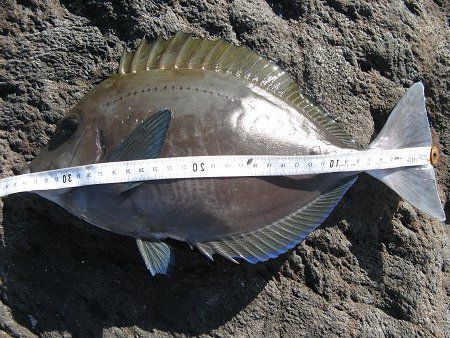 ニザダイ(仁座鯛)