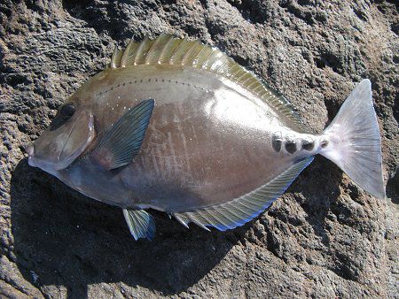 ニザダイ(仁座鯛)